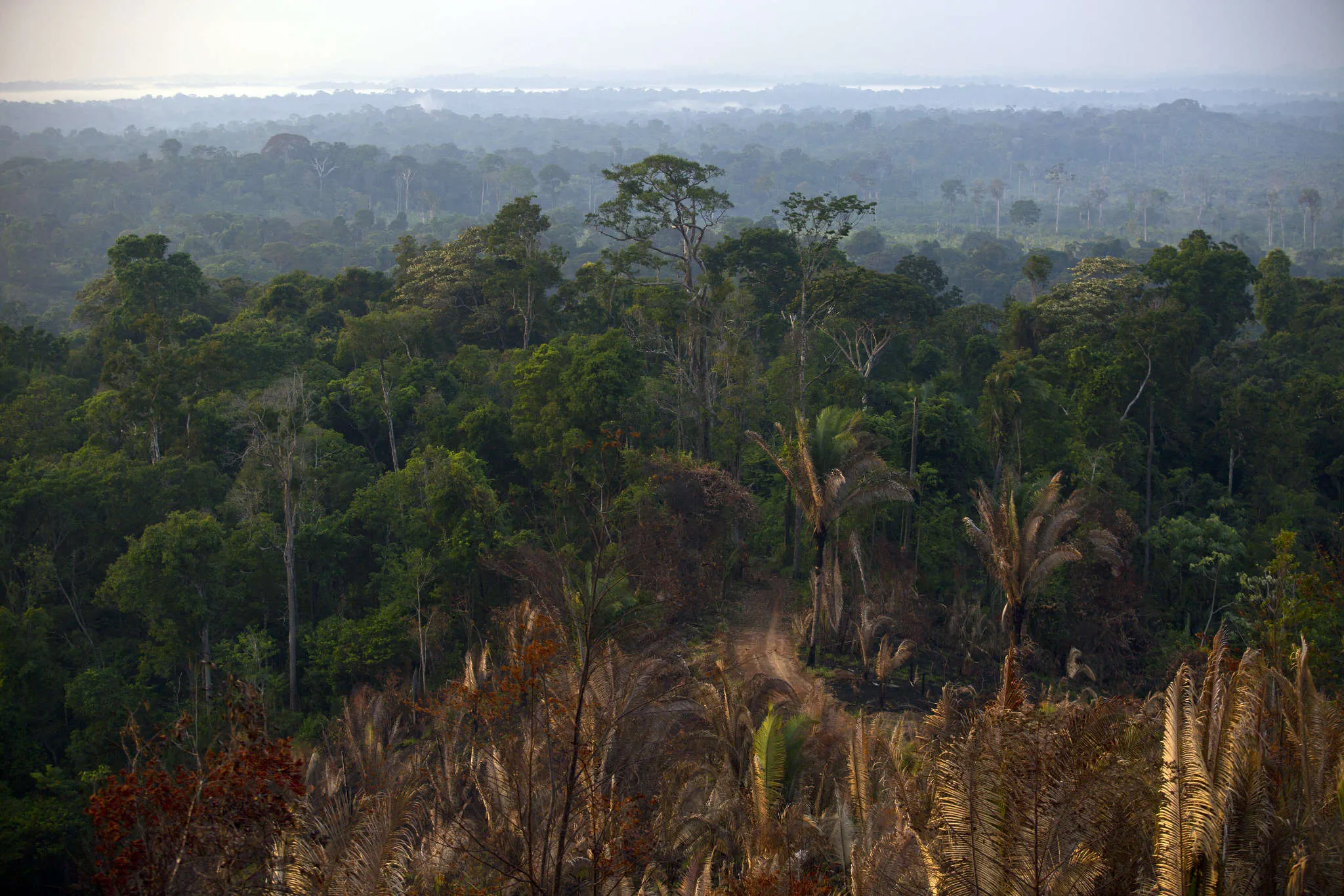 The Amazon rain forest in the southern of Amazonian state of Para, Brazil, Dec. 15 , 2014.
