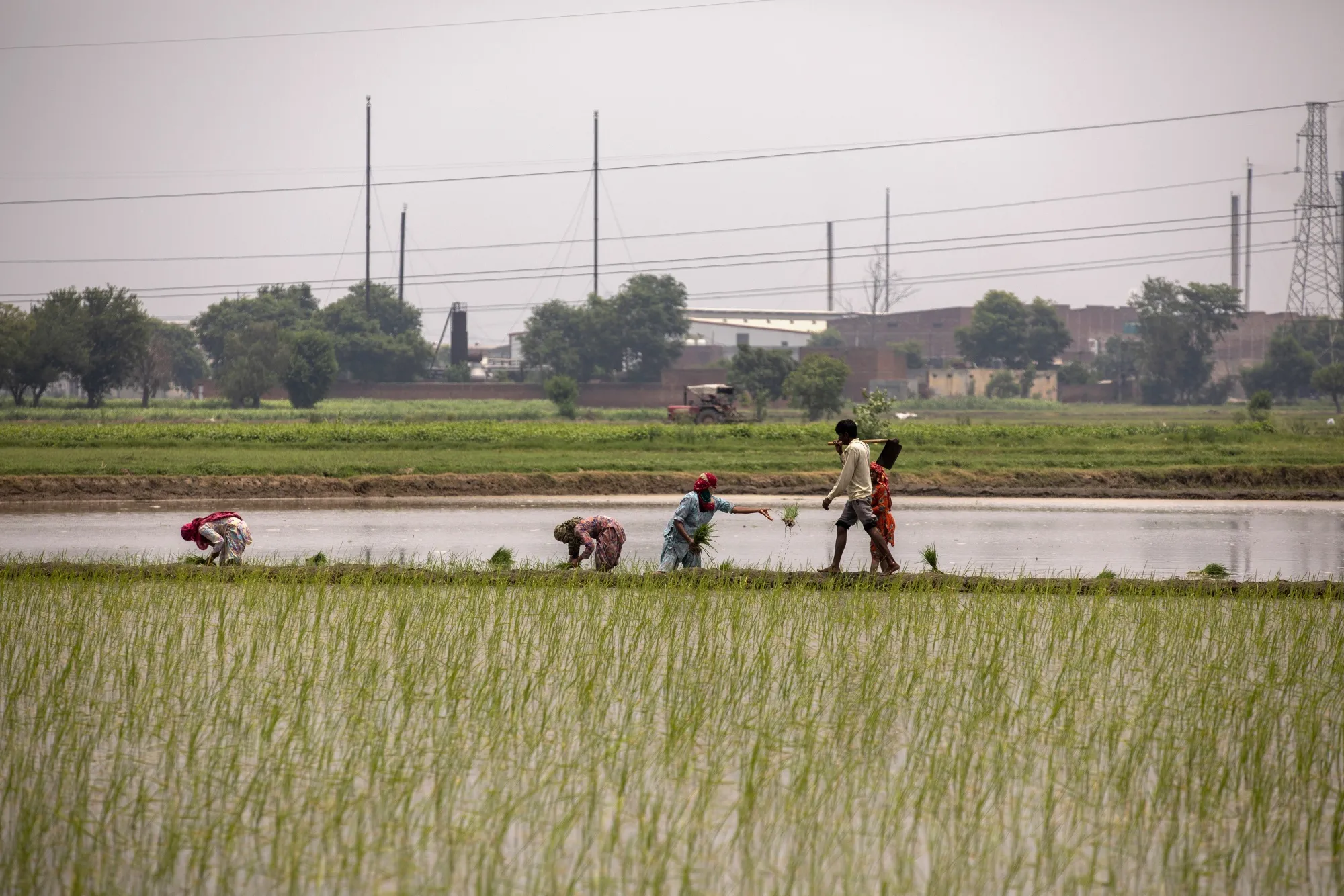 Farmhands sow rice saplings at a flooded paddy field in Karnal district, Haryana, India.