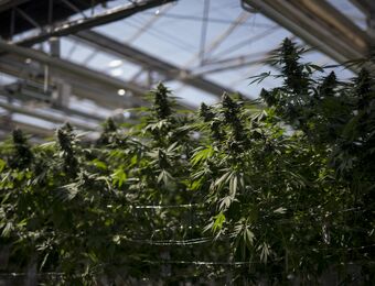 relates to CannTrust Plunges as Agency Finds More Breaches of Pot Rules