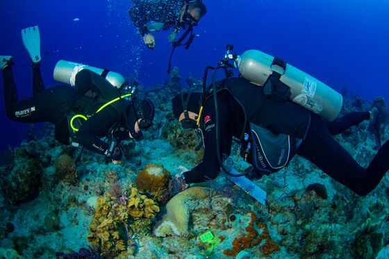 This Deadly Coral Disease Is Threatening More Than Just Reefs