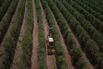 Global Food Prices Risk Spiking On Worst-Ever Drought In Brazil