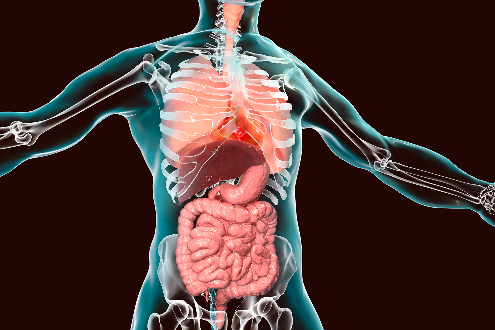 Human respiratory and digestive systems, illustration