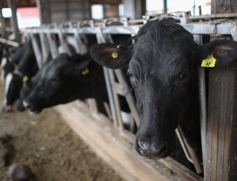 relates to With H5N1 Bird Flu Outbreak in Cows, CDC Stumbles Again