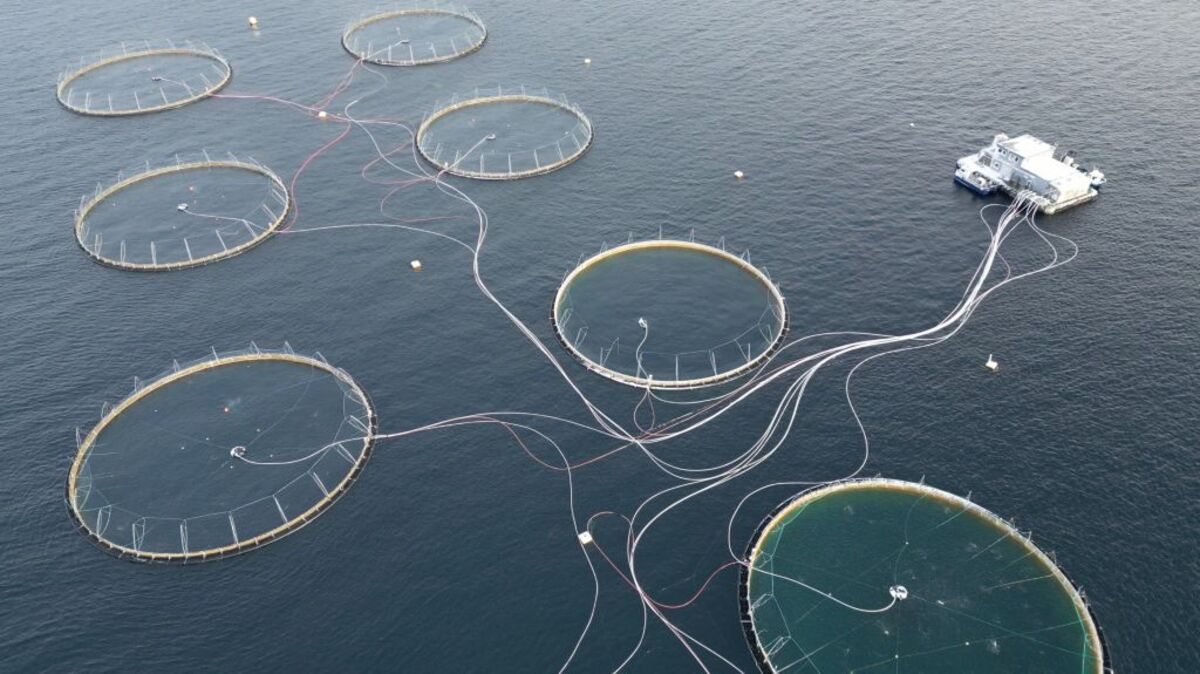 🟪"Calano i Prezzi del Salmone: Prima Diminuzione Annuale delle Esportazioni Ittiche Norvegesi dopo 10 Mesi di Crescita"