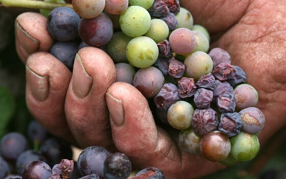 Europe’s Wine Makers Battle to Adapt to Climate Disruption