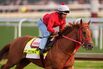A 10-1 Shot Looms Large in Kentucky Derby: David Papadopoulos