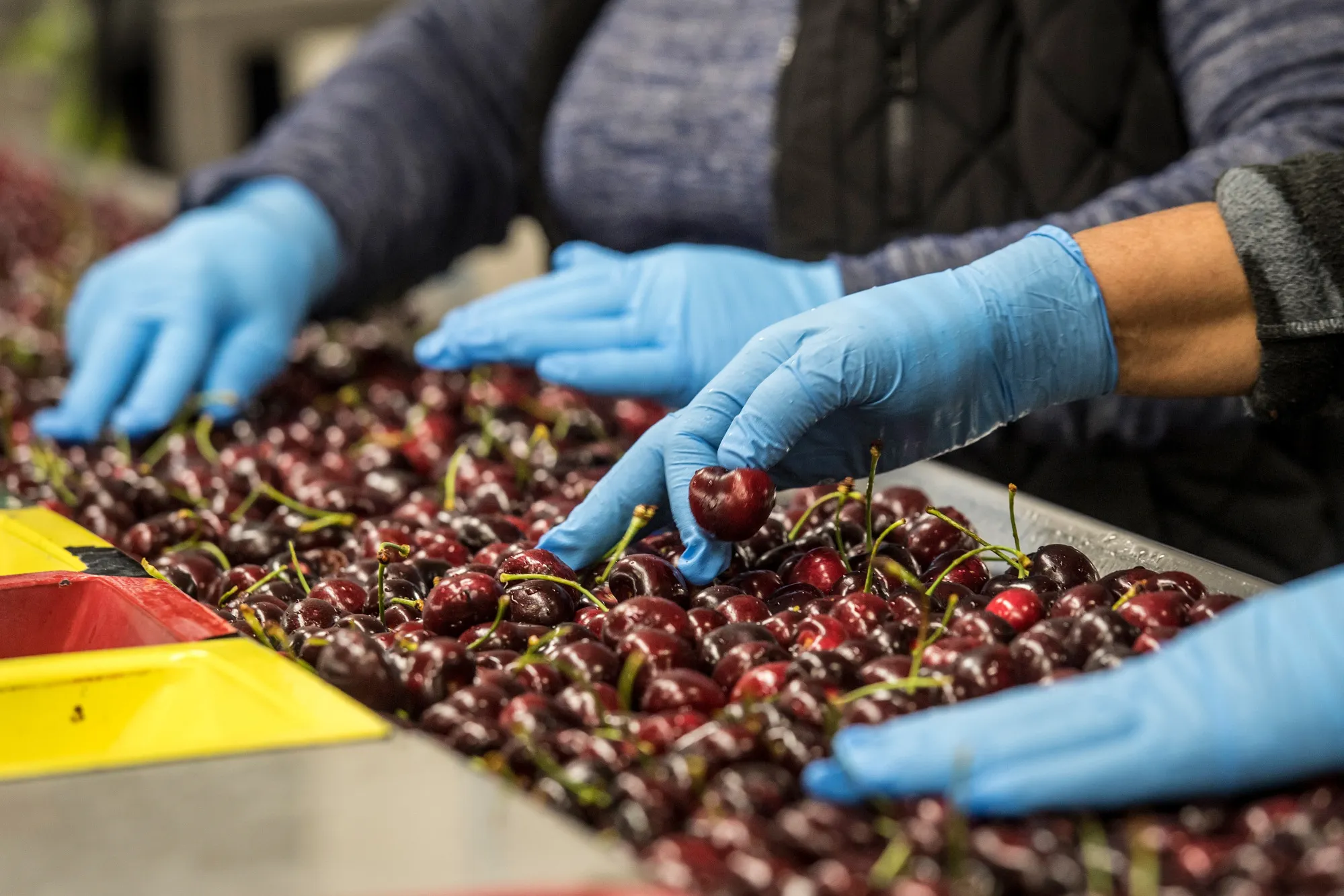 Operations During A Cherry Harvest As Trump Trade Politics Worry California Farmers