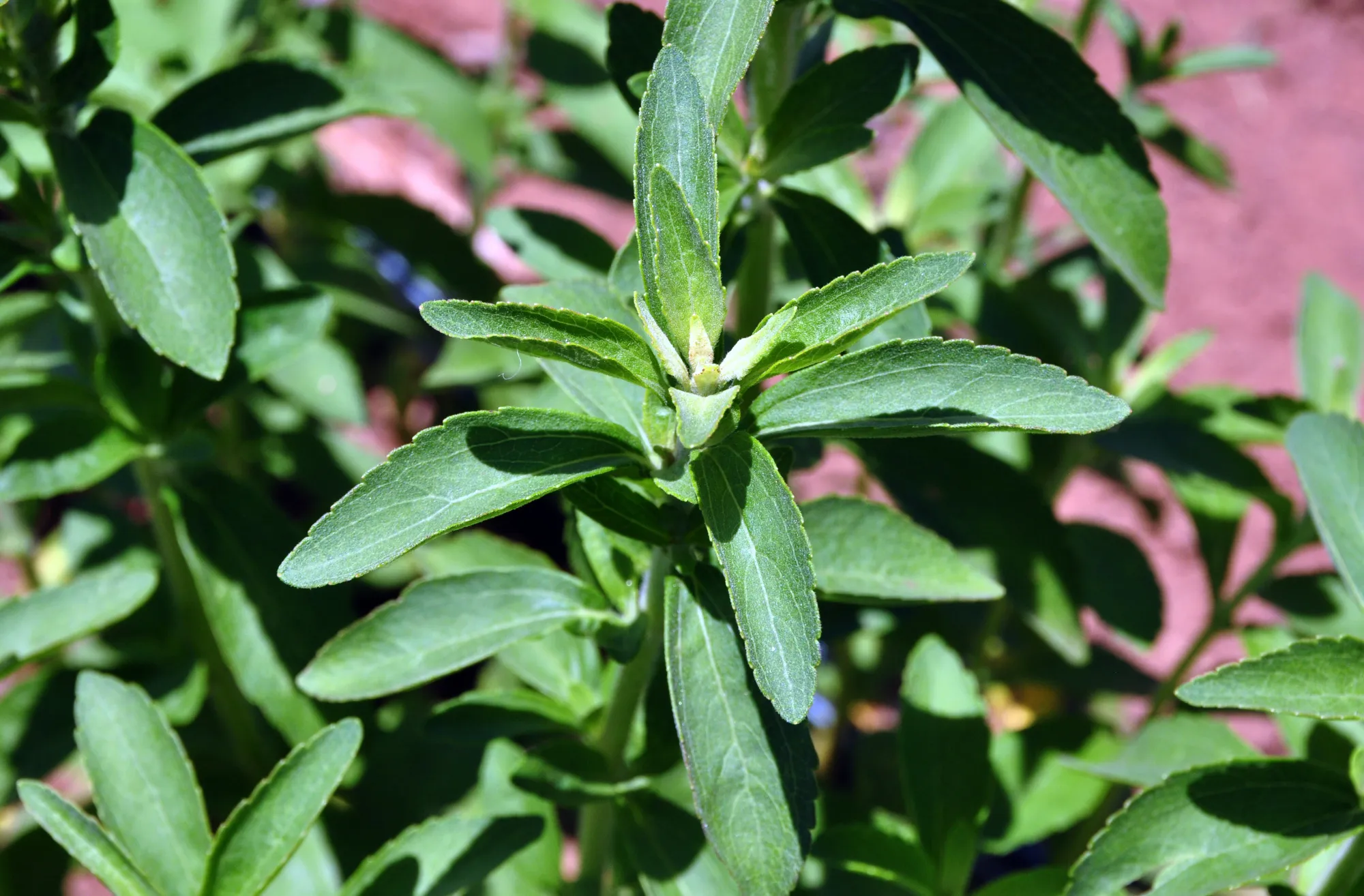 Stevia plant

