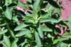PARAGUAY-AGRICULTURE-HEALTH-FOOD-STEVIA