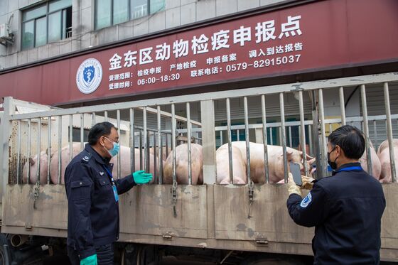 Chinese Scientists Find New Strains of African Swine Fever Virus