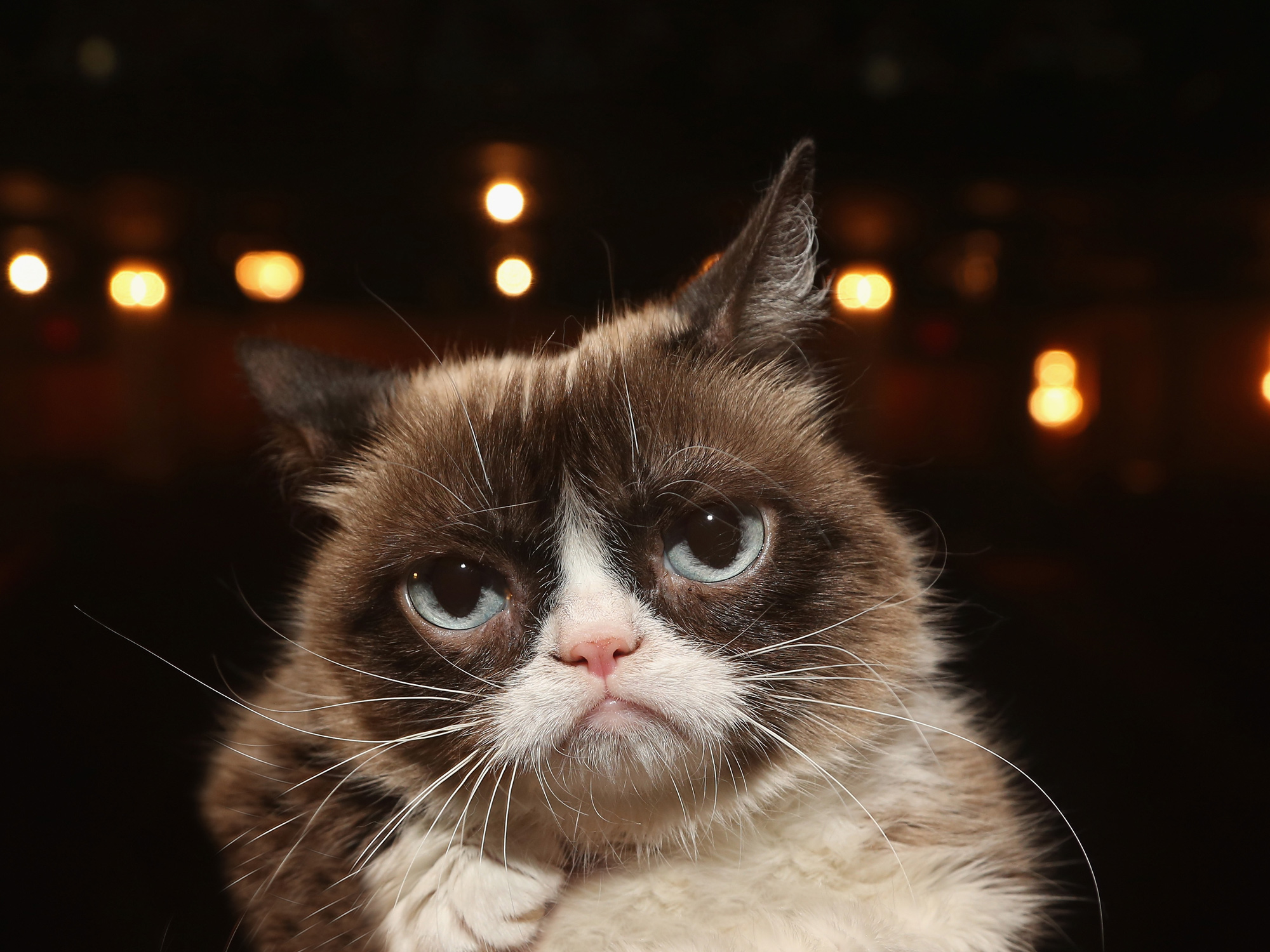 Grumpy Cat is dead, but will live on through AI