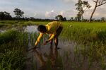 A farmer plants rice in a paddy in Sisaket province.