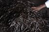 relates to Uganda Calls Cops to Ensure Quality of Vanilla Crop