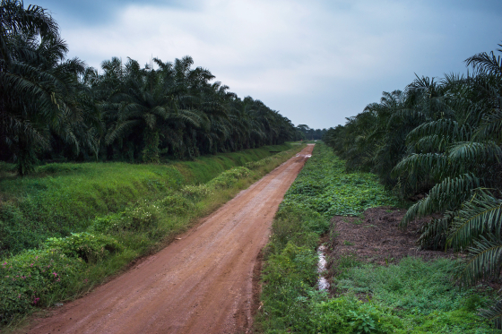 World Has Loads of Sustainable Palm Oil; Just No One Buys It