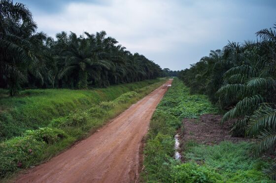 The World Has Loads of Sustainable Palm Oil... But No One Wants It