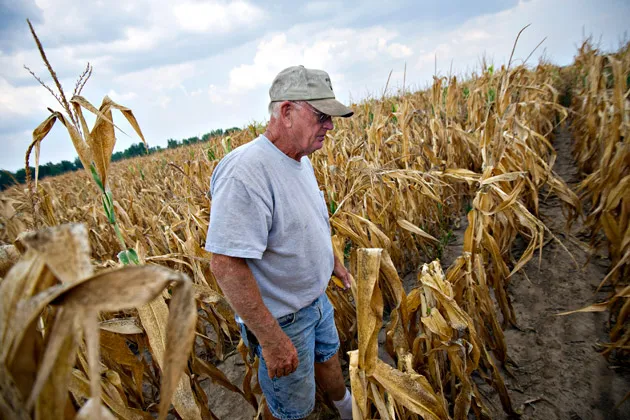 Farmer Albert Walsh walks through a drought-damaged cornfield in Carmi, Ill., on July 11, 2012