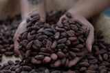 Colombian Cacao Production As Cocoa Prices See Historic Surge
