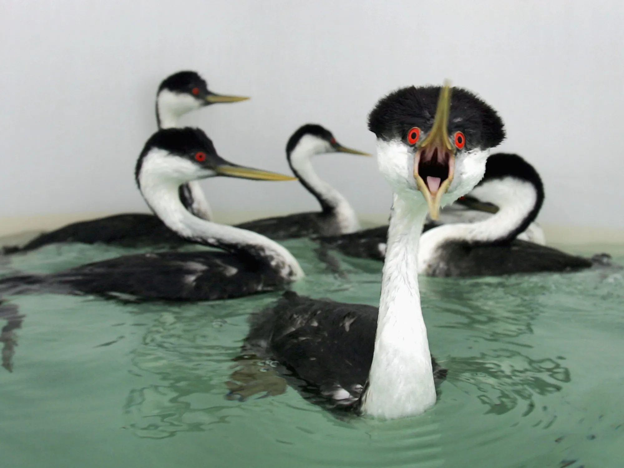 Is Stress Bad for You? Research on Animals Provides Surprising Answers ...