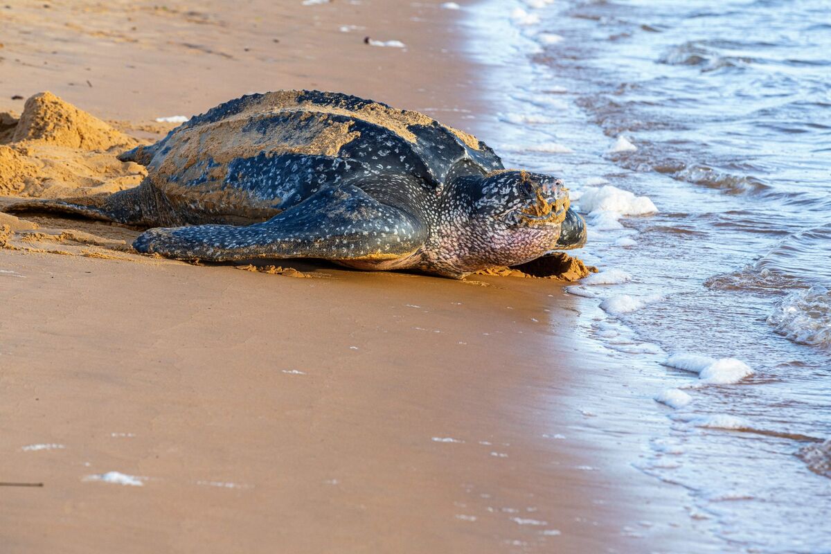 Marine Facilities Aid Cold-Stunned Sea Turtles