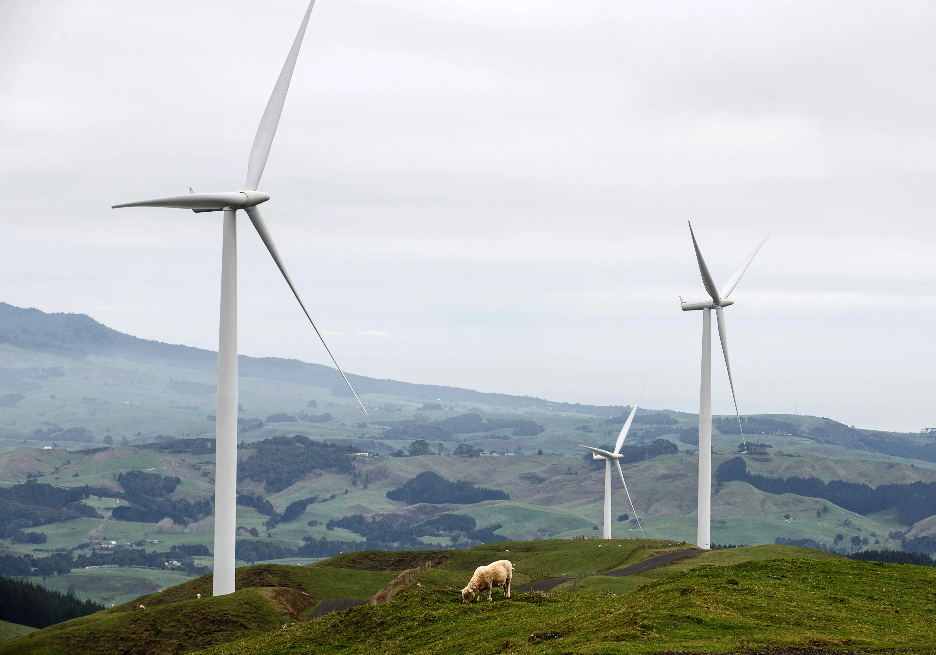 A sheep grazes near wind turbines at the Te Uku wind farm, operated by Meridian Energy, in Raglan, New Zealand.