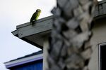 A red-crowned parrot on the roof of an apartment building in Southern California 