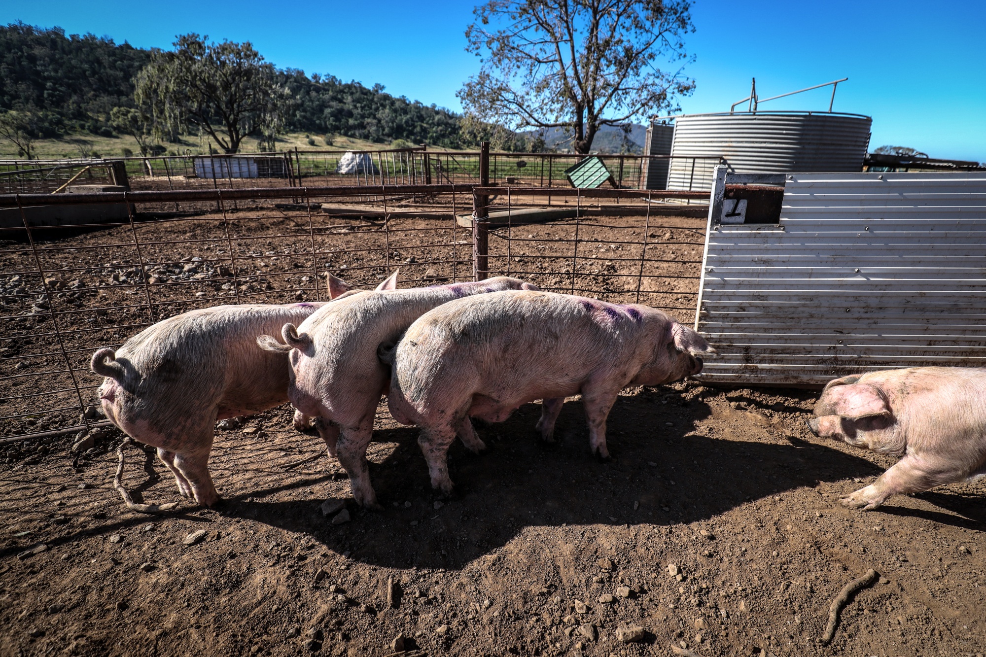 Operations at a New South Wales Free Range Pig Farm Amid Souring Ties With China 