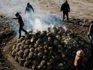 Workers from Mezcal Maguey Sagrado arranging the piñas, or agave hearts, before being covered and left to roast for several days. Ruben E. Reyes