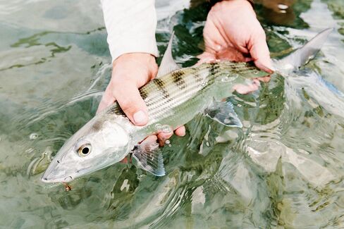A perfectly camoed bonefish.