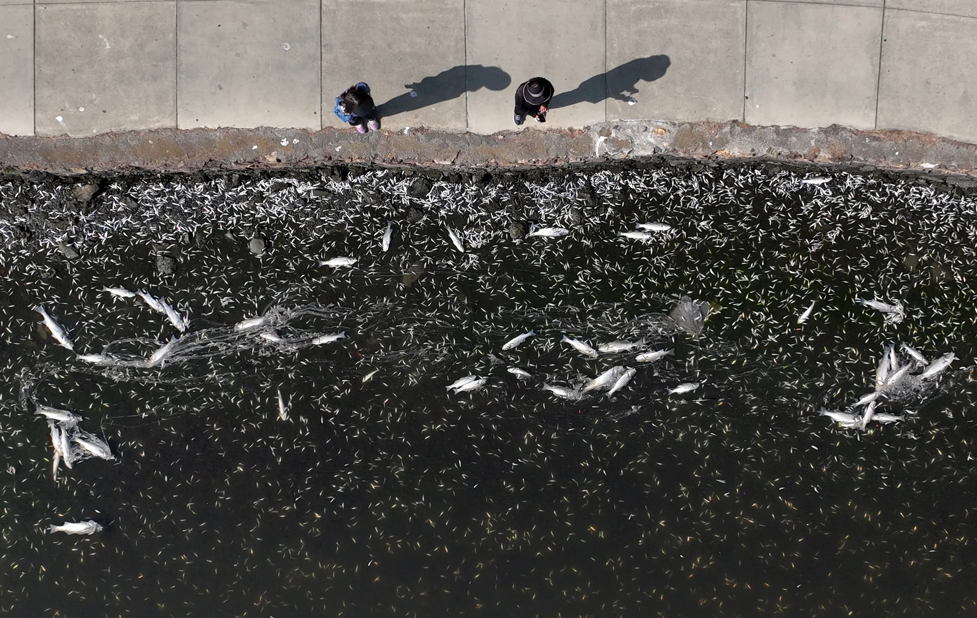 Dead fish&nbsp;float&nbsp;in the waters of Lake Merritt&nbsp;in Oakland, California, as a result of a toxic algae bloom in 2022.&nbsp;