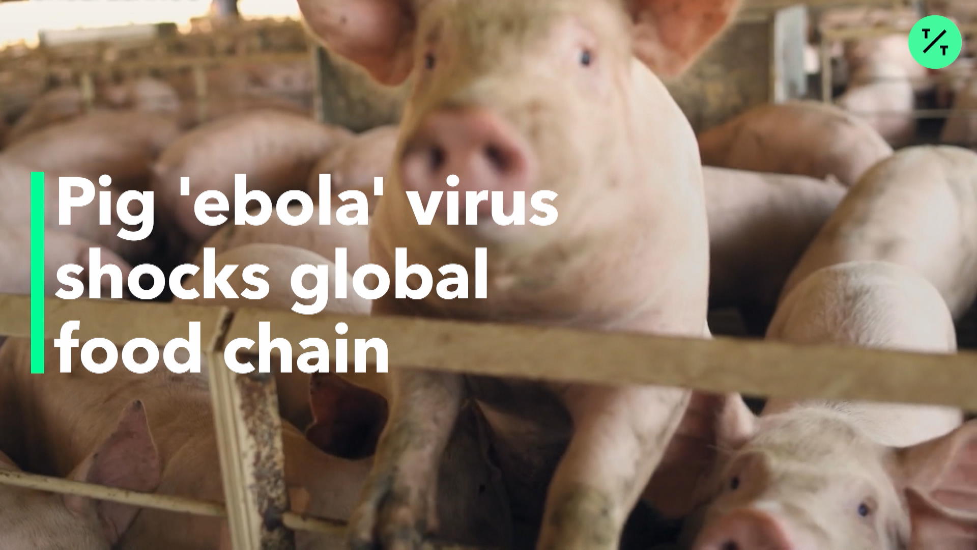 Pig Virus Shocks Global Food Chain Bloomberg