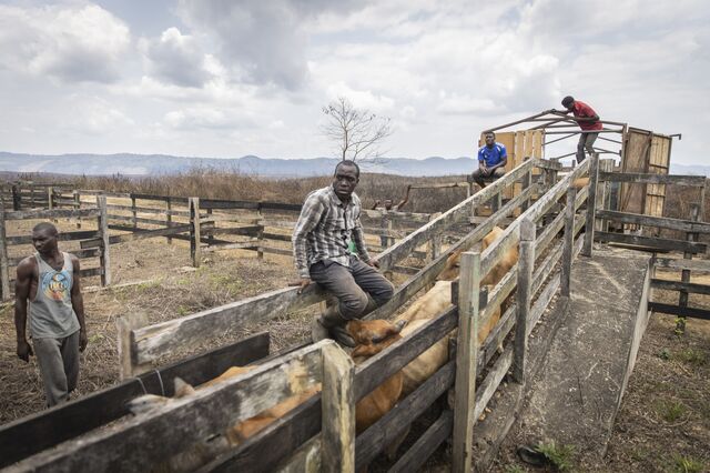 Men load cattle into a truck at Nyanga ranch, comprising 100,000 hectares of savannah together with 4,000 head of Ndama and other mixed breed cattle on October 10, 2022.