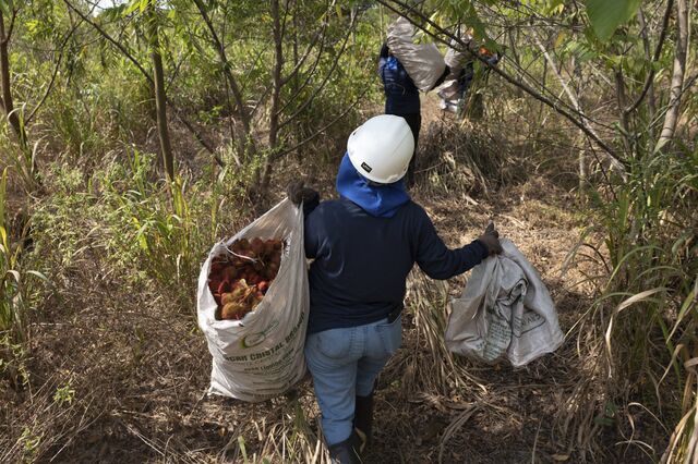 Neighbors of Mombak collect urucum (annatto) used for seasoning on the company’s property.