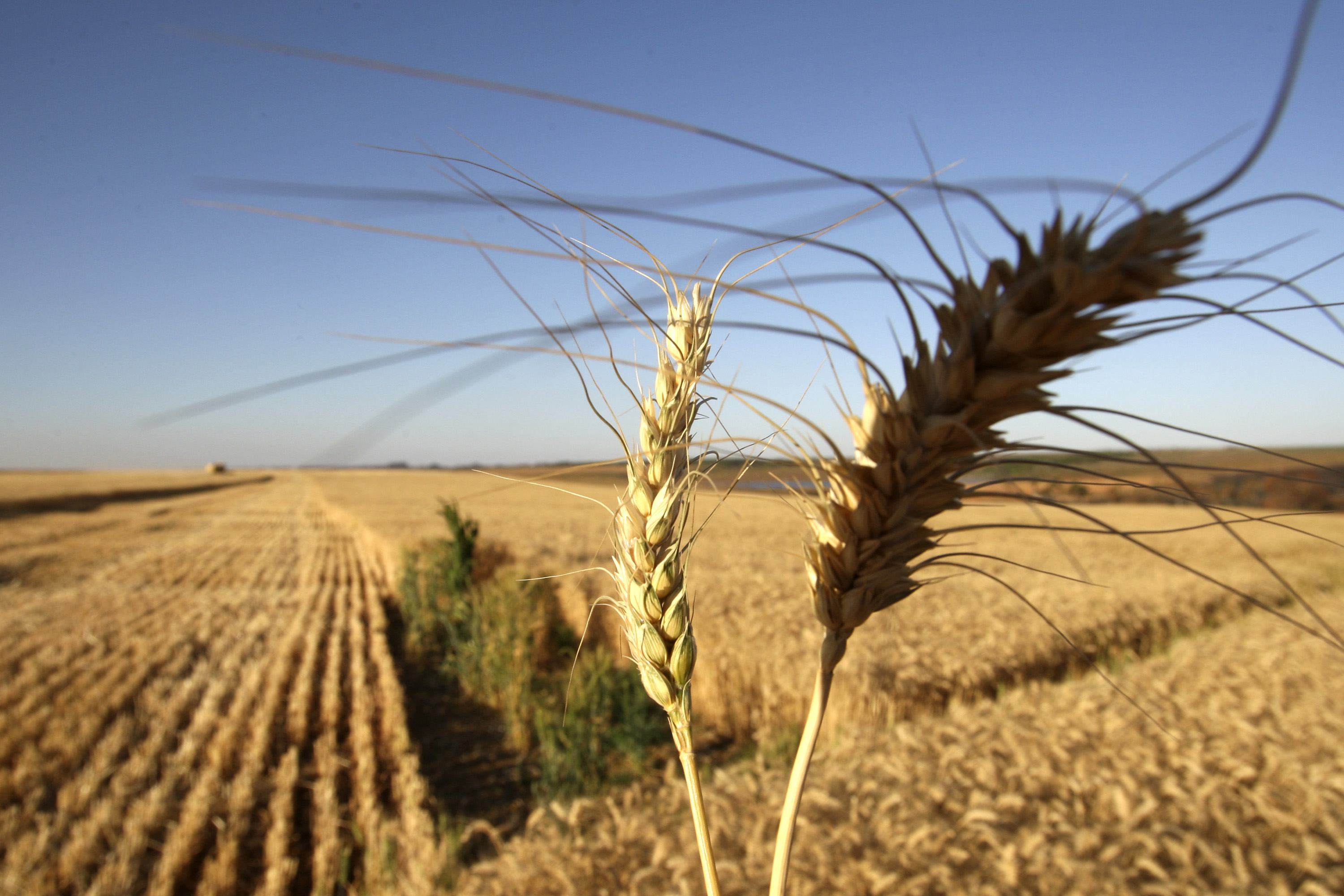 Поле прямоугольной формы засеяно пшеницей длина. Пшеница. Пшеница в Бразилии. Сельское хозяйство в Израиле пшеницы. Сельское хозяйство Бразилии.