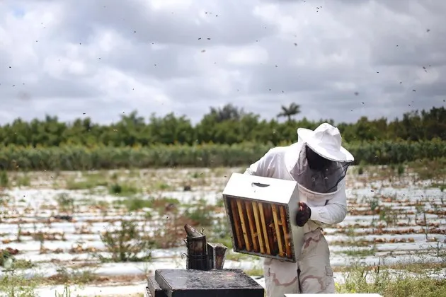 Honey collecting at J&amp;P Apiary and Gentzel’s Bees, Honey and Pollination Co. on April 10, 2013, in Homestead, Fla.
