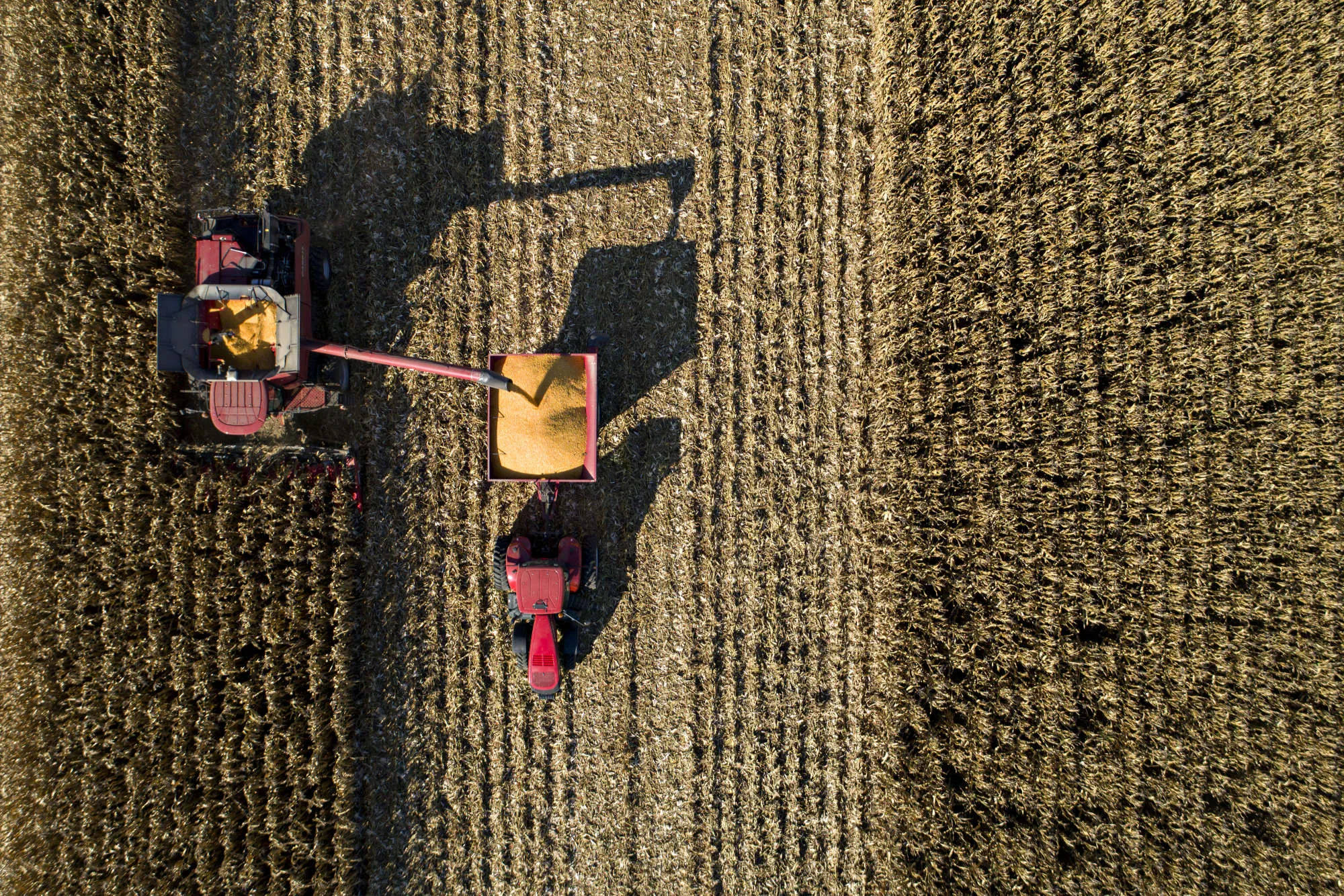 Corn Harvest As Futures For Delivery Gain