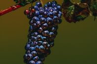 relates to After Awful Year, a Small But Mighty Wine Vintage Is Expected