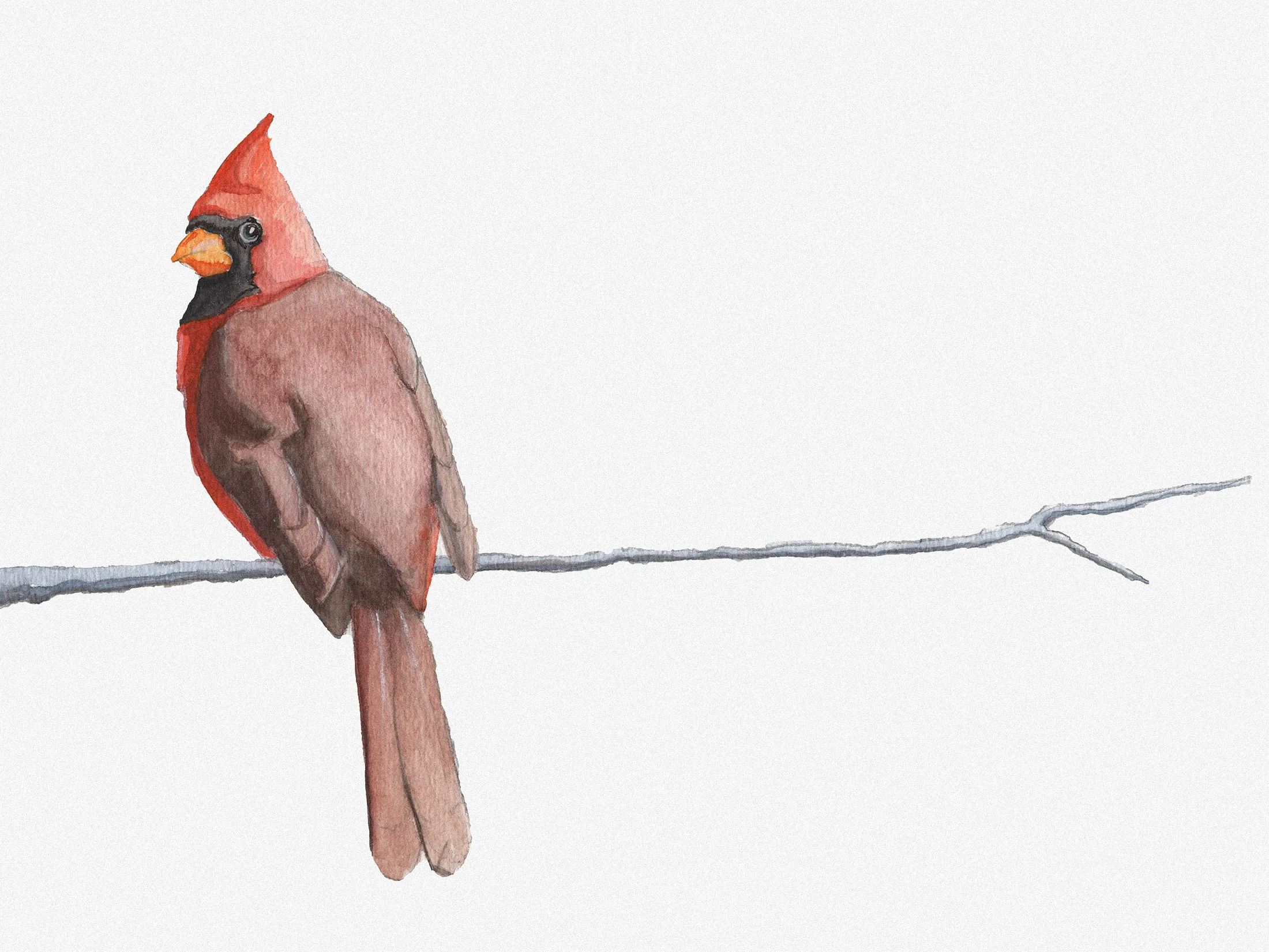 A northern cardinal&nbsp;