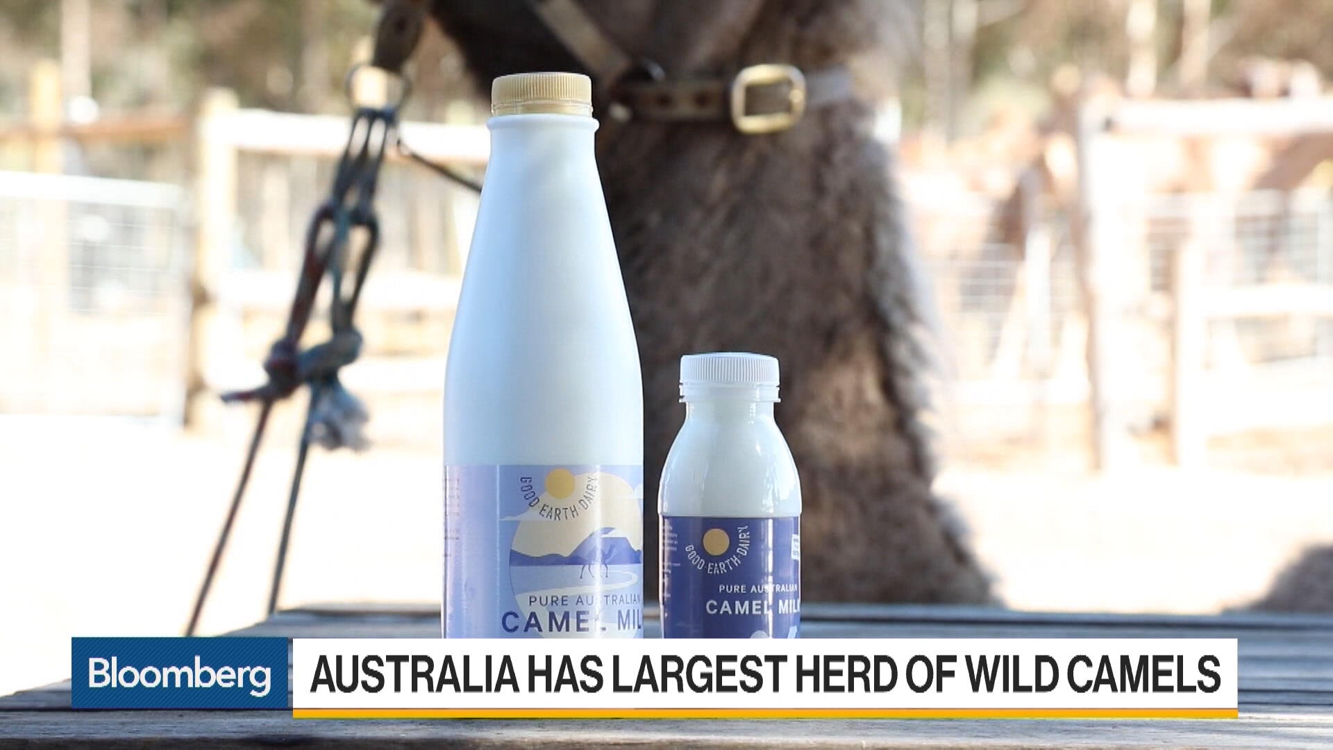 The World Wants More Camel Milk. Australia Can Help Bloomberg