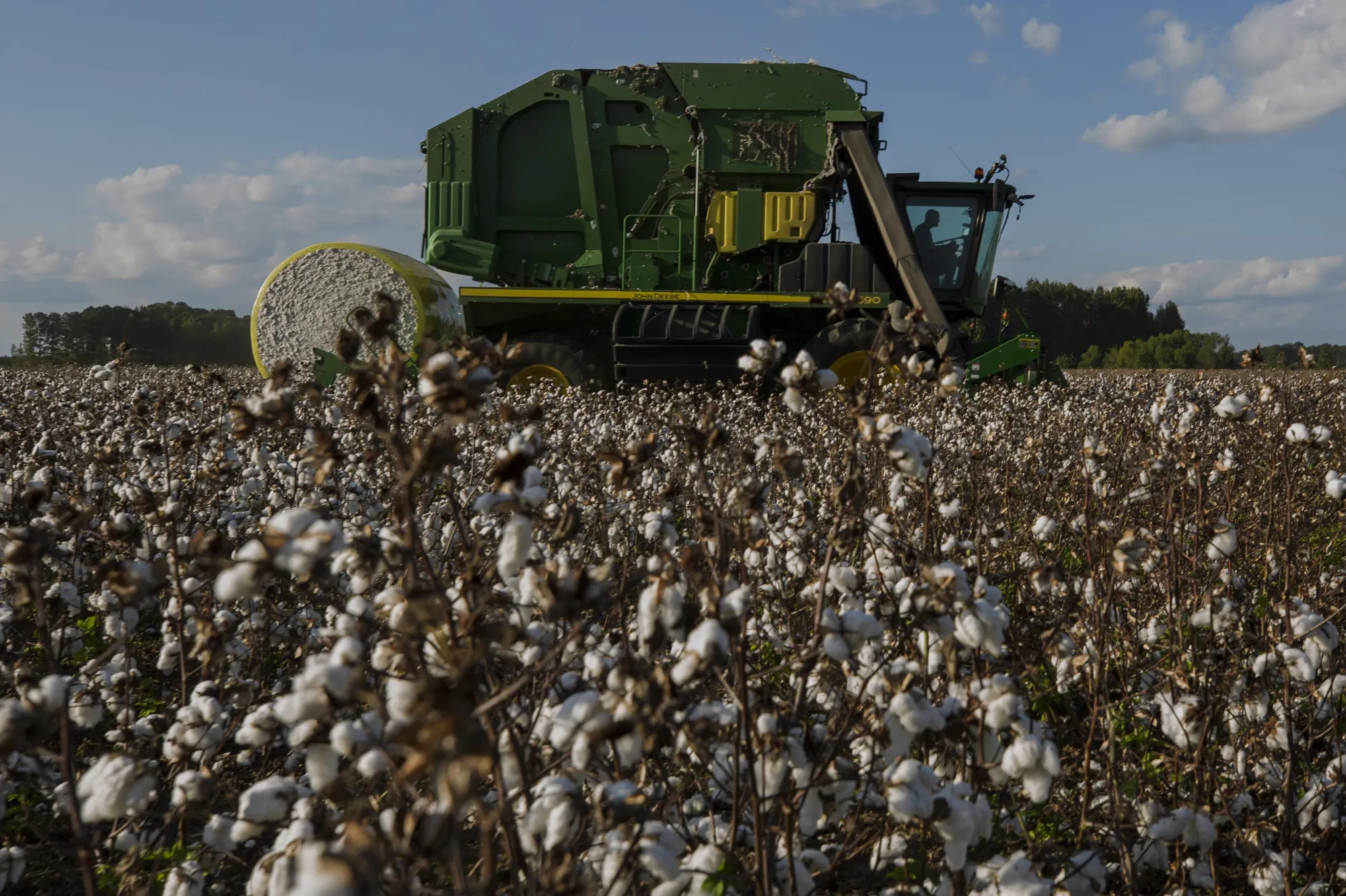 A worker harvests cotton at a farm in Lee County, South Carolina.