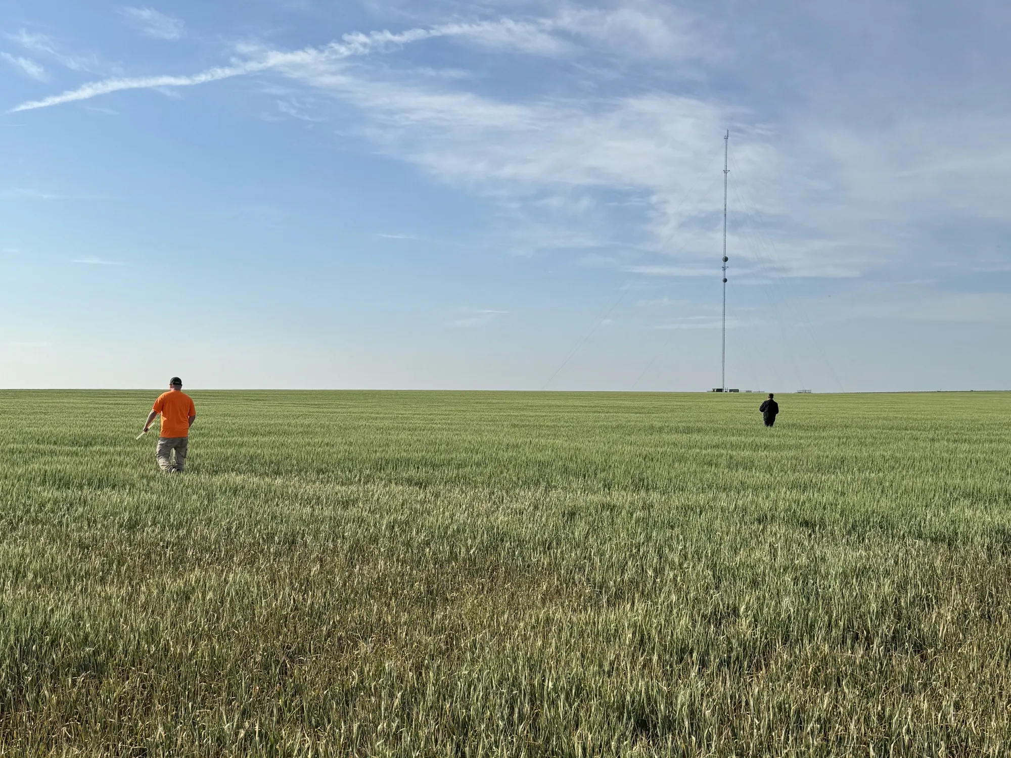 Wheat grows in a field near Dighton, Kansas.