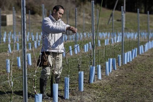 Chikafusa Mohri nspects grapevine at Akiu Winery's vineyard in Sendai, Miyagi Prefecture.