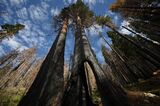 US-ENVIRONMENT-WILDFIRE-TREES-SEQUOIA