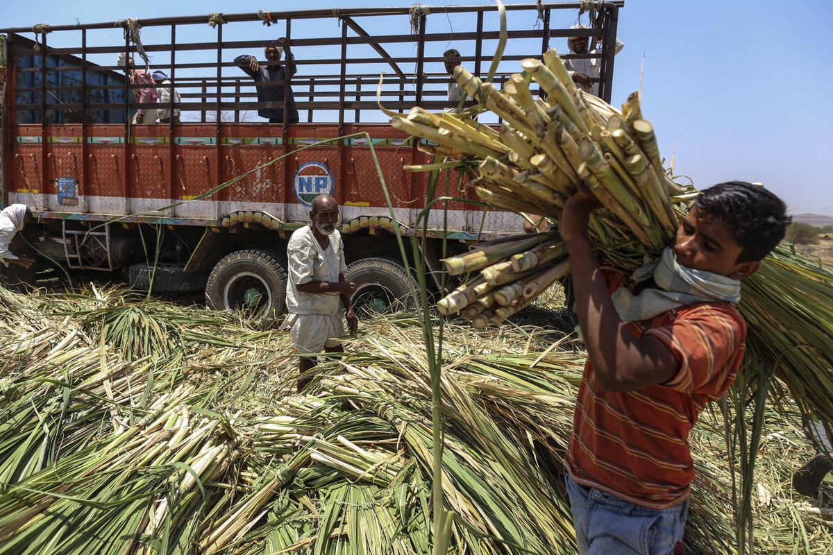 сахарный тростник в индии