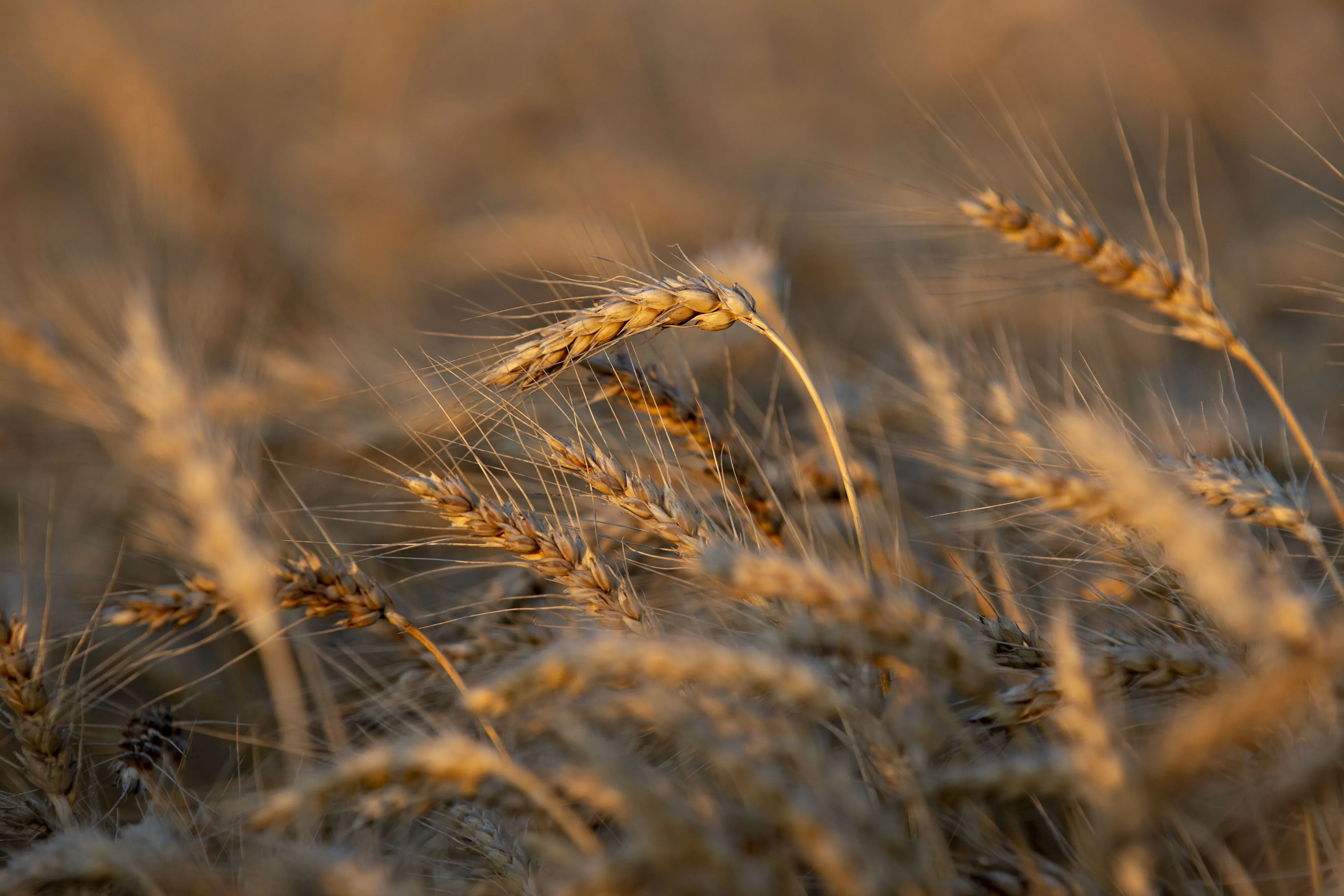Amber waves of grain.