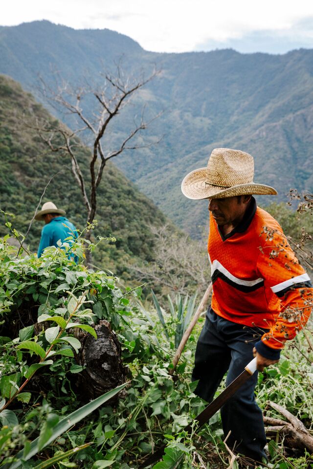Tosba workers weeding the distillery’s crop.
