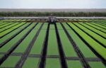 A tractor applies fertilizer to acres of lettuce at a farm in Belle Glade, Florida.