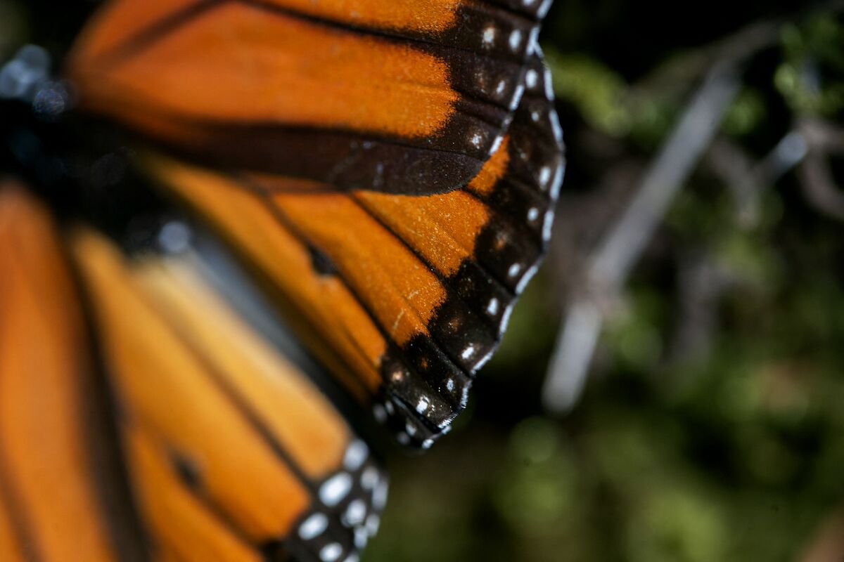 From ‘Pathetic and Sad’ to Monarch Butterflies: Trump Clashes With California