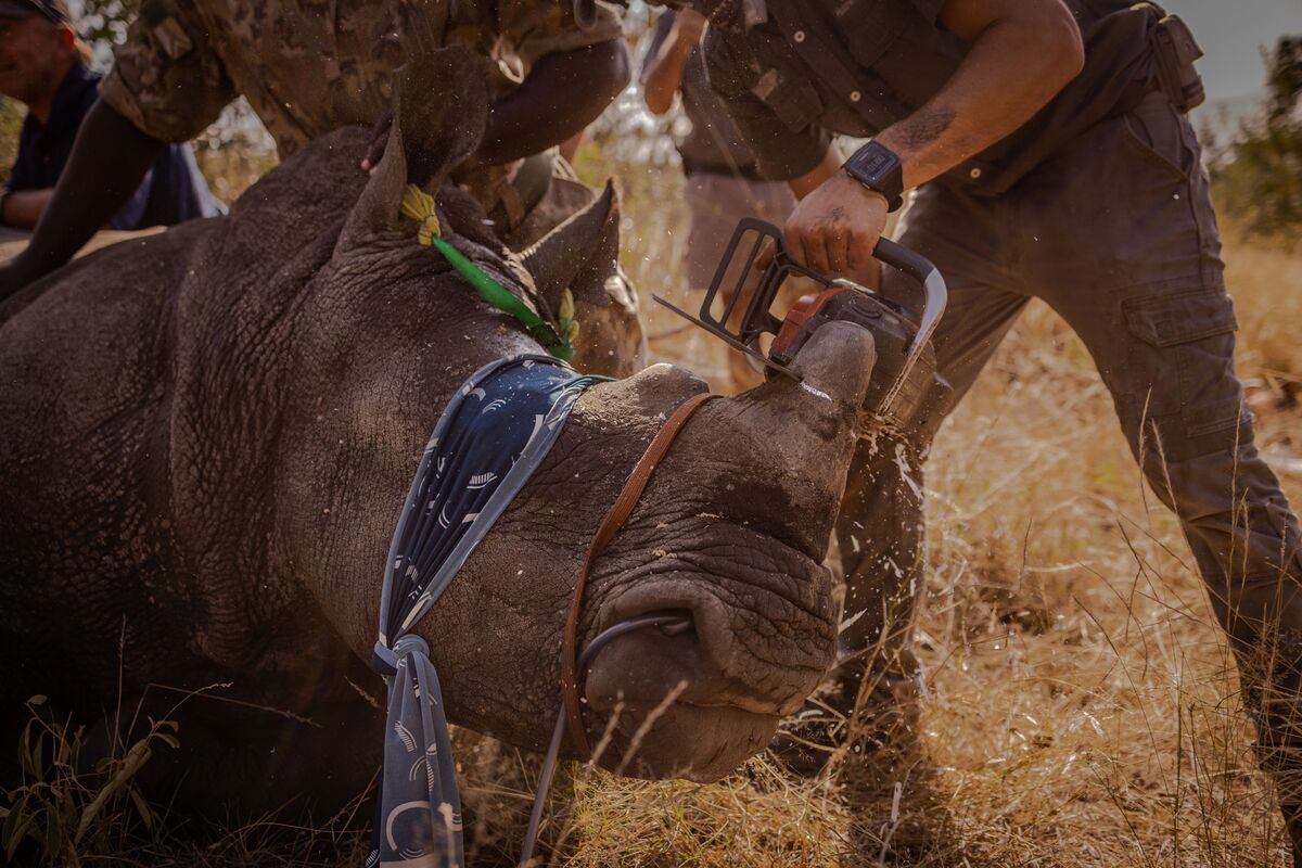 Rhino rescue: Endangered mammals treated to a breathtaking ride to safety  from the clutches of poachers