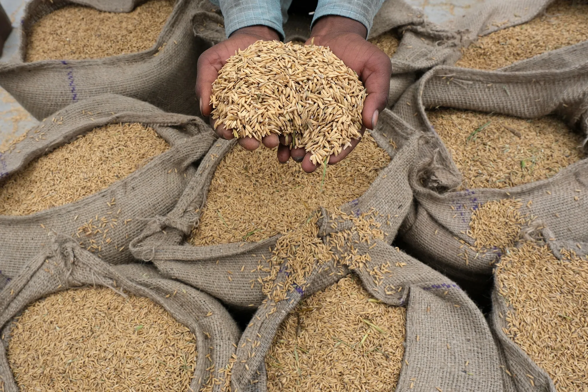 Harvested paddy rice at a grain market in Ambala, India.