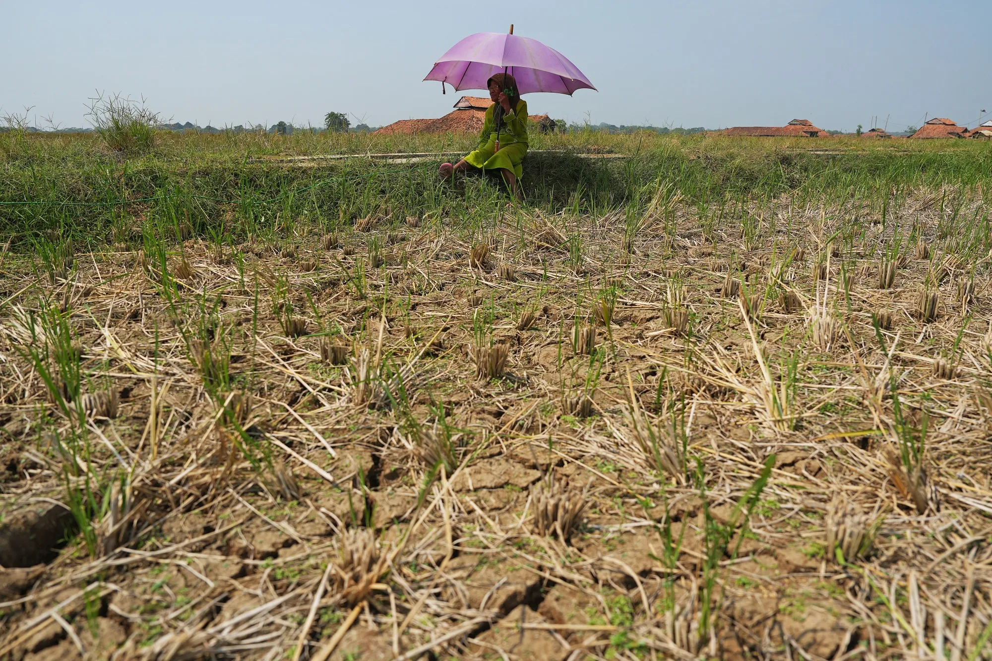 A dry rice field in Subang, West Java, Indonesia.